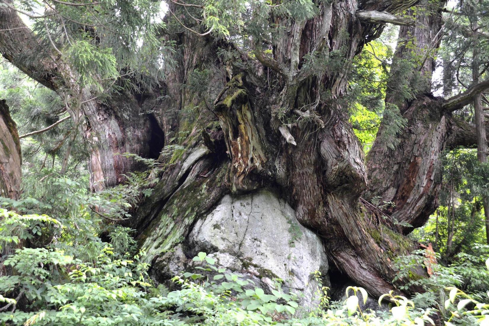 神様の木に会いに行く 急流片貝川と蛇石伝説